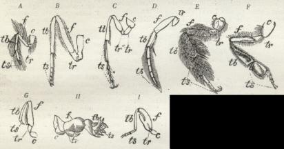 Fig. 5. Forsk. Typer paa Insektlemmer. A rudimentært Pudseben<baf en Sommerfugl, B veludviklet Ben af en Sommerfugl, C Ben med<bdobbelt Trochanter af en Aarevinget, D Svømmeben af en Vandkalv, E<bBen beklædt med Haar til Indsamling af Blomsterstøv (enlig Bi), F<bBen med Kurv (Honningbi), G<bHovben af Vandskorpion, H Graveben af en Jordkrebs, I Springben af en Jordloppe. — I alle<bFigurerne betegner c Hofte, tr Hoftering, f Laar, tb Skinneben, ts Tarse.