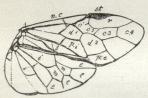 Fig. 6. Højre Vingepar af en<bBladhveps (Lophyrus pini) for<bat vise Nerverne og disses<bForløb i Vingerne. De i systematisk<bHenseende vigtigste Celler er: r<bRadialcelle, c1—c4 Cubitalceller,<bd1—d2 Discoidalceller,<bb Lancetcelle.