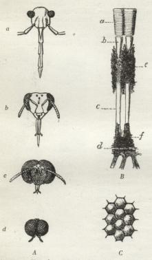 Fig. 8. A. Hovedet af forsk. Insekter for at vise<bØjnenes forsk. Udbredning; a Tæge, b Arbejdsbi, c<bDrone, d Bibio Myg ♂. — B. To Ommatidier af en<bVandkalv; a Cornea, b Krystalkegle c Rhabdom, e og f<bPigment, d Membran med underliggende Nervevæv.<b— C. En Del af et Insektøje, set forfra.