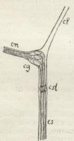 Fig. 9. Chordotonalt Organ, en Nerve,<bcg Ganglie, cst Chordotonalstifte, cf Baand.