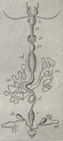 Fig. 10. Fordøjelseskanalen af en Løbebille, k Øjne, oc<bSpiserør, in Kro, pv Tyggemave, cd Chylusmave, ed<bTyndtarm, r Endetarm, vm malphigiske Rør, ab Gatkirtler.