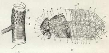 Fig. 11 A. Stykke af en Traché; a Spiraltraad, b Kerne. — B. Længdesnit<bgennem en Oldenborre for at vise Trachéforgreningen, der navnlig fremtræder<btydelig i Bagkroppen; A Prothorax, B Meso- og Metathorax, C Bagkrop; de andre<bBogstaver henviser alle til de forsk. Dele af Trachésystemet.