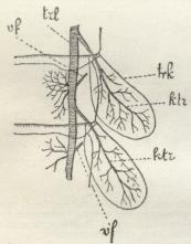 Fig. 12. Trachégæller af en<bDøgnfluelarve, trl Traché, trk Trachégælle, ktr<bTrachéforgreninger i denne, vf Traad,<bhvorved Længdestammerne hæftes<btil Huden.