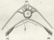 Fig. 13. A.<bTværsnit gennem øverste Del af Bagkroppen af et Insekt.<bH Hjerte, S Septum, m Muskler,<bde øverste, Ophængningsmuskler, de nederste,<bVingemuskler. Den punkterede Linie angiver Grænsen for,<bhvor langt Septum svinger.