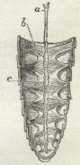 Fig. 13. B.<bBagkroppens Rygside af et Insekt, set indvendig fra.<ba Aorta, c Hjerte, b Vingemuskler.