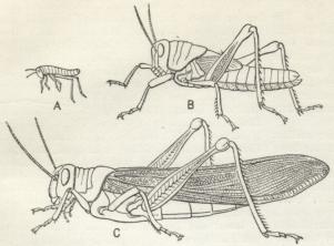 Fig. 16. Sommerfugl i tre Udviklingsstadier:<bLarve, Puppe, Sommerfugl, alle tre meget forsk.<bFuldstændig Forvandling.