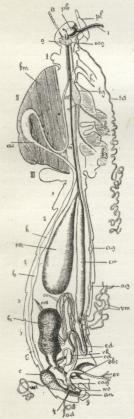Fig. 17. Larve af en Honningbi (opskaaren). g Hjerne, bm<bBugnervestreng, si Spirakler, sd Spindekirtler,<boe Spiserør, cd Chylusmave, ed<bTyndtarm, vm malfigiske Rør, au anus.