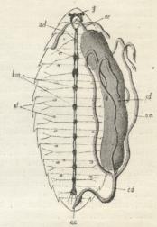 Fig. 18. Sommerfugl ♀, gennemskaaren paa langs.<bI, II, III de tre Brystringe, 1—9 de 9 Bagkropsringe. Hoved: a Antenner, ph<bpharynx, r Snabel, usg—g Hjerne og nedre Svælgganglie, pb Kæbepalper.<bBryst: bm Muskulatur, bg brystganglie, sd Spytkirtel, b1—b2 overskaarne<bHofteled, ac Aorta, oe Spiserør, sm Sugemave, ag Abdominalganglier, cm<bChylusmave, ed Endetarm, r rectum, vm malfigiske Rør, ov Ovarier, ove disses<bEndetraade, bc bursa copulatrix, obc dennes ydre Aabning, od Ovidukt, vag<bvagina, wo dennes ydre Aabning, vk Forbindelseskanal mellem vagina og bursa.