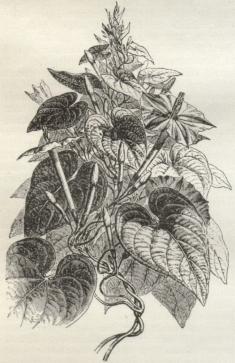 Fig. 1. Ipomæa Purga.