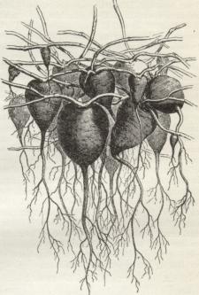 Fig. 2. Rødderne af Ipomæa Purga.