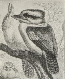 Fig. 1. Isfugl (Alcedo ispida).