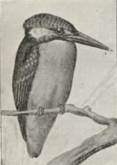 Fig. 2. Kæmpeisfugl (Dacelo gigas).