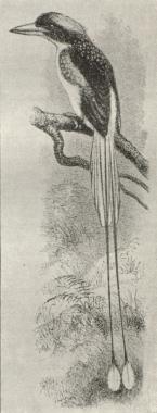 Fig. 3. Isfugl (Tanysiptera dea).