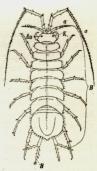 Fig. 2. Asellus aquaticus. a 1. og 2. Par<bAntenner, K Kæbefødder, Au Øjne,<bB Brystben, H Bagkropsben.