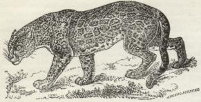 Jaguar. Jaguar.