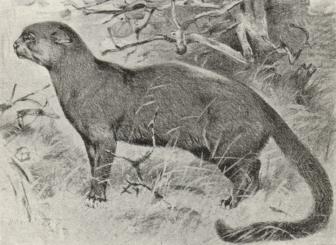 Jaguarundi. Jaguarundi.