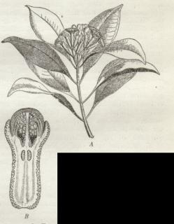 Kryddernelliketræ.<bA en blomstrende Gren. B en<bKnop (Kryddernellike) i<bLængdesnit; de mørke Punkter<bangiver Kirtlernes Plads.