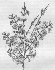 Jasminum.