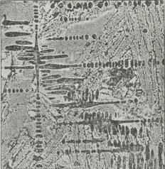 Fig. 3. Alm. hvidt Raajern 75 Gange forstørret.<bMørke Grantrækrystaller af Perlit (omdannet<bAustenit) i en Grundmasse af Ledeburit.