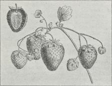 Jordbær.<b(Se tillige farvetrykt Tavle »Bærfrugtér« Fig. 10—13).