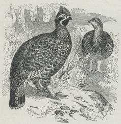 Jærpe (Bonasia bonasa).
