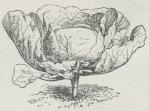 Fig. 1. Hvidkaal.