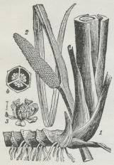Kalmus. 1 Rodstok; 2<bBlomsterstand; 3 Blomst; 4 Frugtknude<bi Tværsnit. Kalmus. 1 Rodstok; 2<bBlomsterstand; 3 Blomst; 4 Frugtknude<bi Tværsnit.
