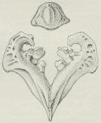 Karpesten og nedre<bSvælgben af Karpe<b(Cyprinus carpio).