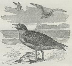 Fig. 1. Storkjove (Lestris catarrhactes).