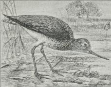 Fig. 2. Hvidklire.