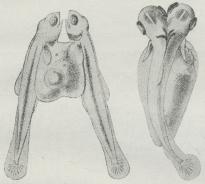 Fig. 4. Dobbeltfostre. (Efter Girdwoyn).