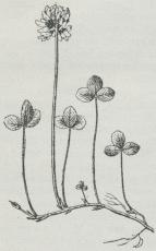 Fig. 4. Hvidkløver.