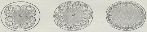 Fig. 2. Superficiel Kløvning (af et Krebsdyræg); bl Blommemasse. Fig. 2. Superficiel Kløvning (af et Krebsdyræg); bl Blommemasse.