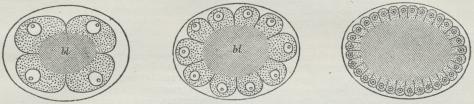 Fig. 2. Superficiel Kløvning (af et Krebsdyræg); bl Blommemasse.