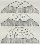 Fig. 3. Discoidal Kløvning (af et Benfiskæg). Fig. 3. Discoidal Kløvning (af et Benfiskæg).