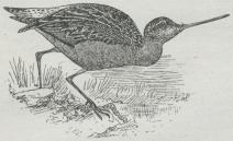 Fig. 1. Kobbersnæppe (Limosa lapponica).