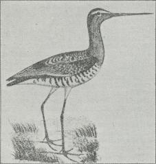 Fig. 2. Sorthalet Kobbersnæppe (Limosa ægocephala).