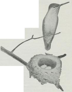 Fig. 1. Verbena Kolibri<b(Mellisuga minima).<bNaturlig Størrelse.