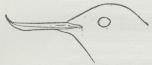 Fig. 4.<bOpadbøjet Kolibrinæb (af Avocettula<brecurvirostris)