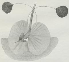 Fig. 8. Loddigesia mirabilis fra Peru.