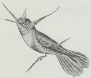 Fig. 9. Lophornis adorabilis med Strubeplade,<bPandeplet, spids Top og forlængede Halsfjer.