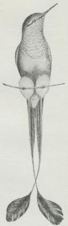 Fig. 10. Steganura<bunderwoodi med<bfjerklædt Løb.