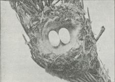 Fig. 11. Kolibrirede af en nordamerikansk Art.
