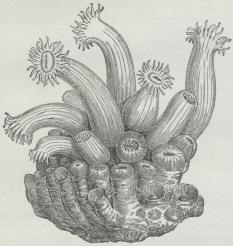 Fig. 4. Stjernekoral (Astræoides calicularis).