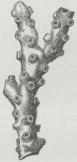 Fig. 5.<bGren<baf<bOculina.