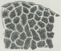 Fig. 6.<bAstræa pectinata.
