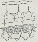 Alm. Hyld: Tværsnit af en etaarig<bGren. Korken, k, har dannet sig<bunder Overhuden, o, af Fellogenet:<bph; c Barkens yderste,<bkollenkymatiske Lag. Cellerne imellem<bdette og Fellogenet er Felloderm.