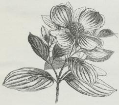 Kornel (Cornus florida). Kornel (Cornus florida).