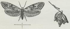 Kornmøl (Tinea granella). Til højre Larven<bog Ekskrementhobene paa Byg. Kornmøl (Tinea granella). Til højre Larven<bog Ekskrementhobene paa Byg.