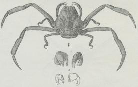 Fig. 4 Rygfodskrabbe (Dorippe japonica). Forneden første<bPar Brystfødder hos Hannen, set fra den indvendige og<budvendige Side.